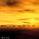 Тепловая панель з конвекцией AFRICA Т 700 цветная - купить по хорошей цене